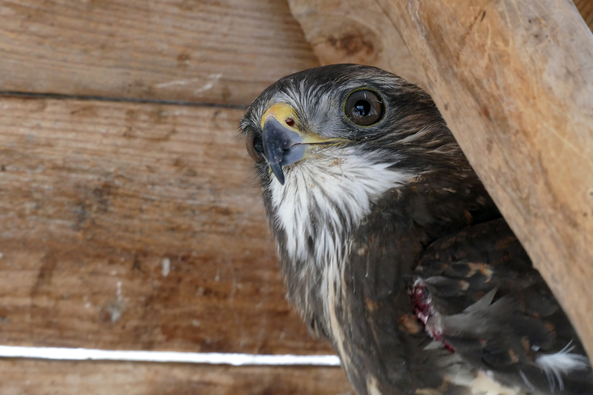 20170205_2_21681680_18620424