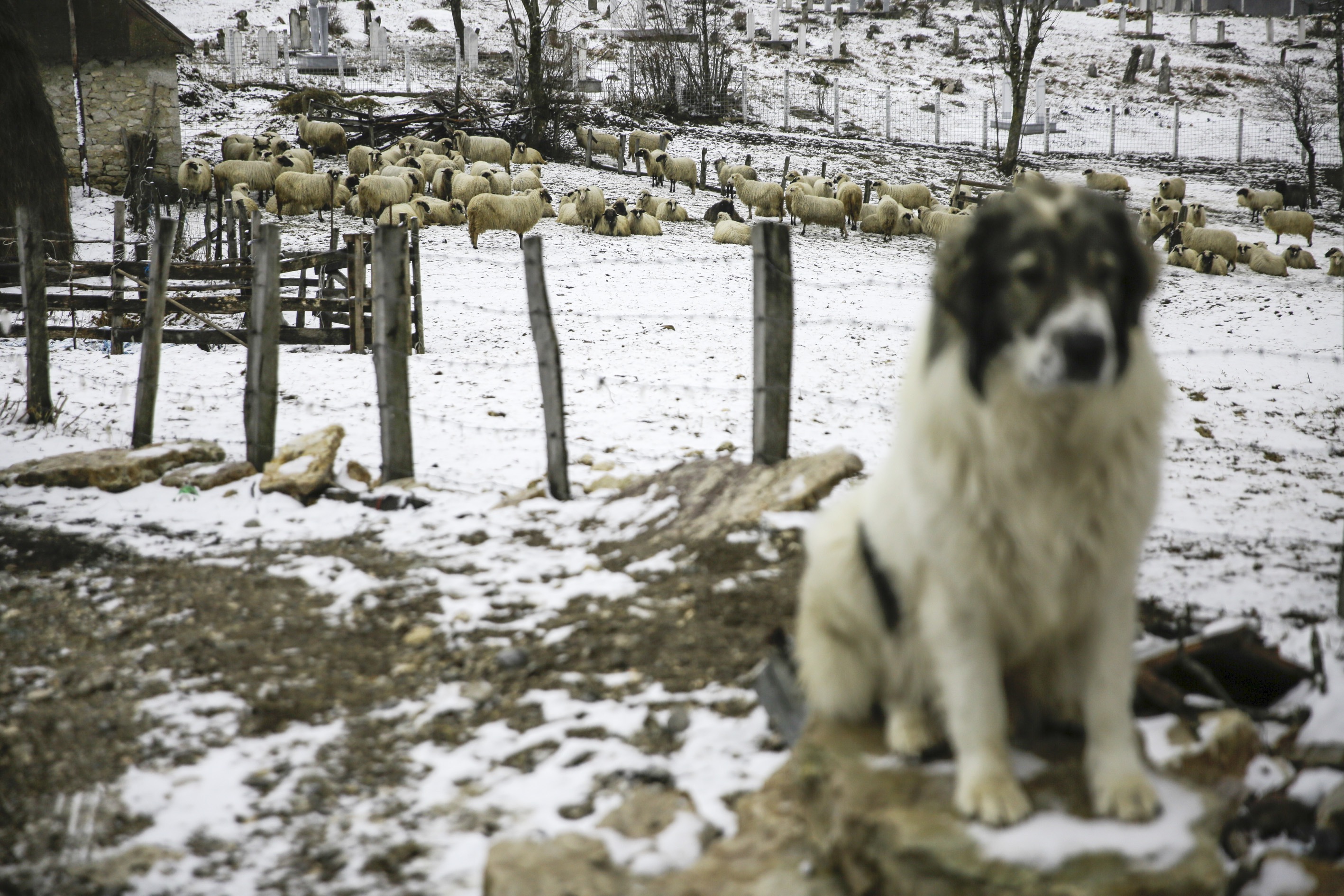 20170211_2_21795715_18798318