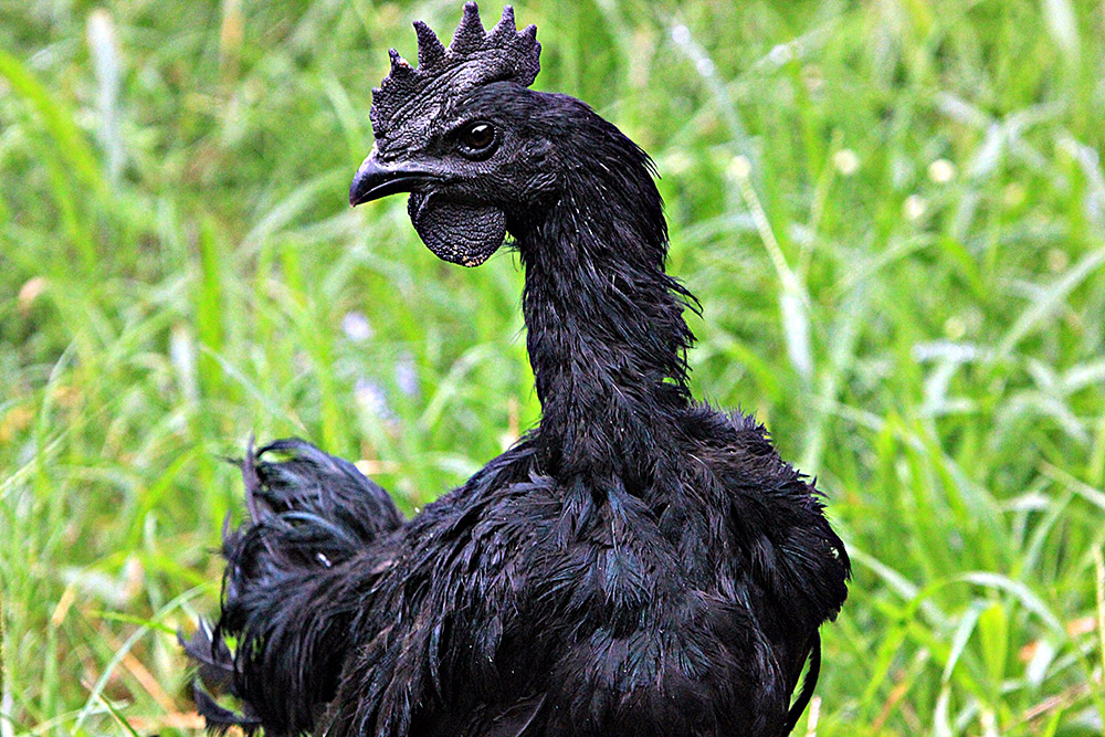 ANADOLIJA/Adem Şalvarcıoğlu