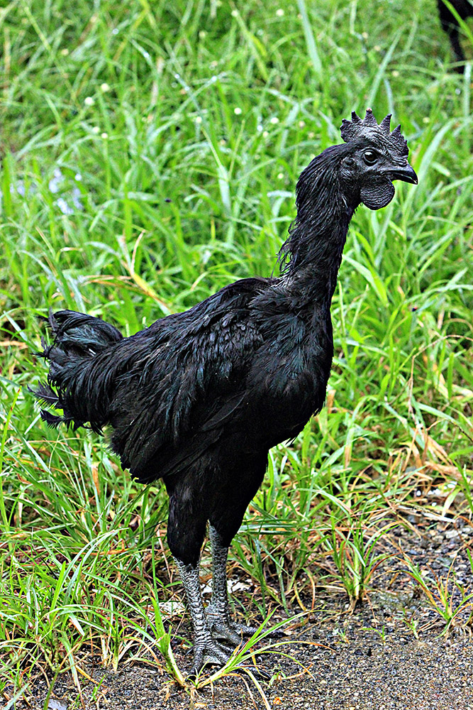 ANADOLIJA/Adem Şalvarcıoğlu