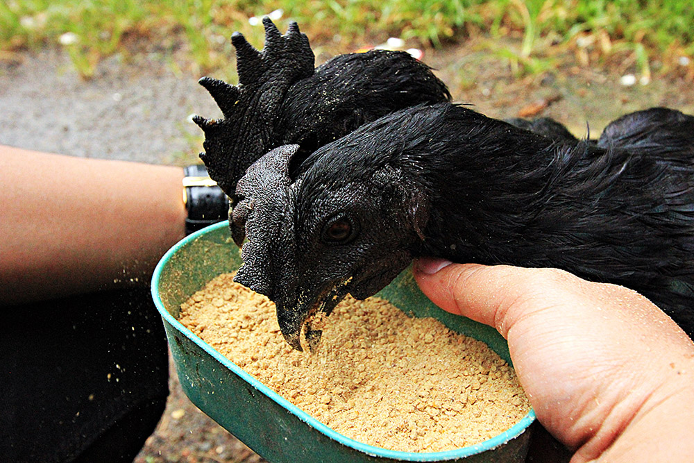 ANADOLIJA/Adem Şalvarcıoğlu