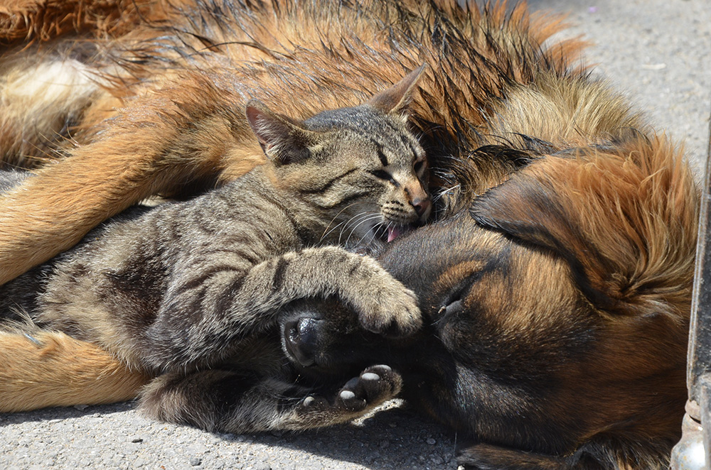 ANADOLIJA/Halit Gümüş