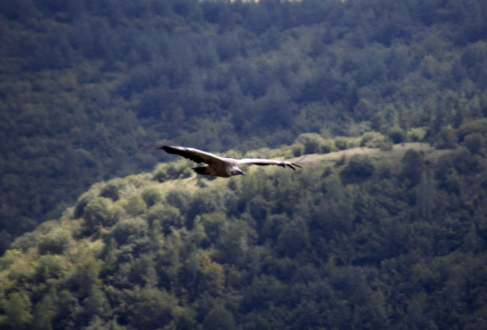 ANADOLIJA/Medin Halilović