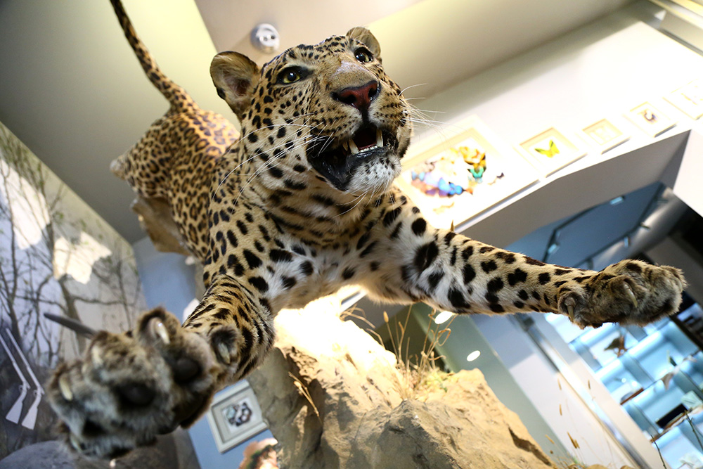 ANADOLIJA/Resul Rehimov