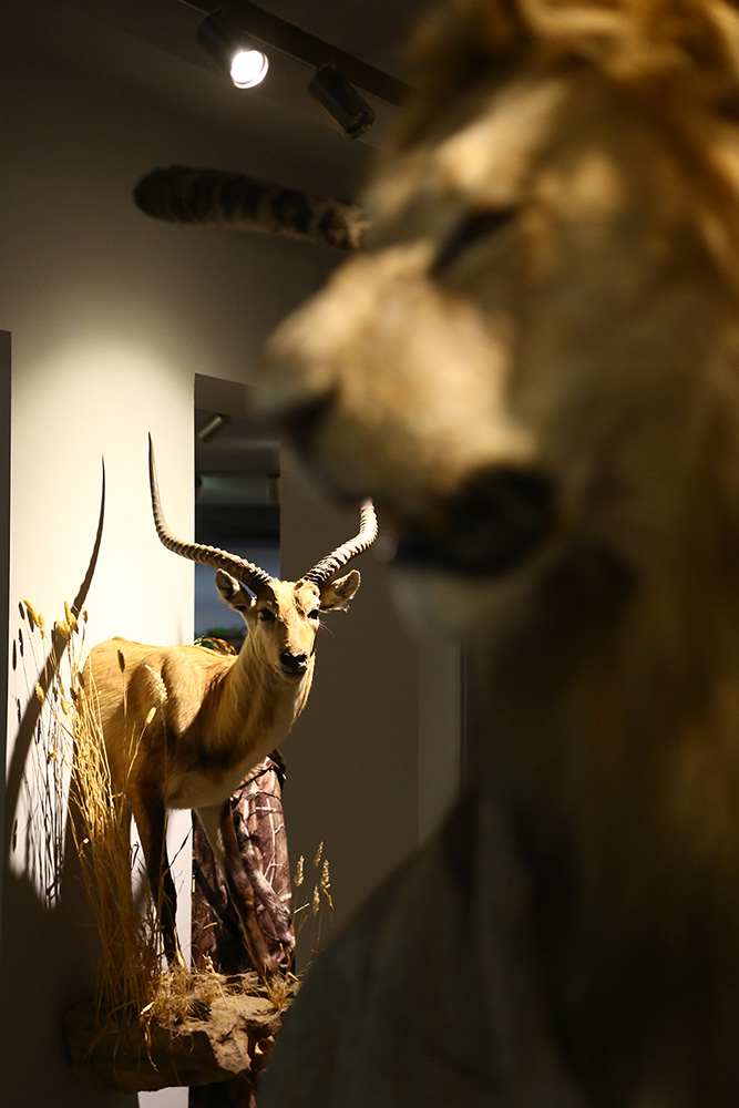 ANADOLIJA/Resul Rehimov