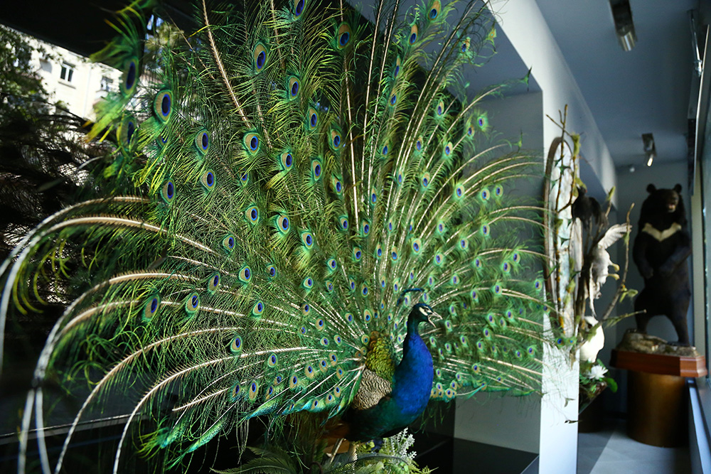 ANADOLIJA/Resul Rehimov