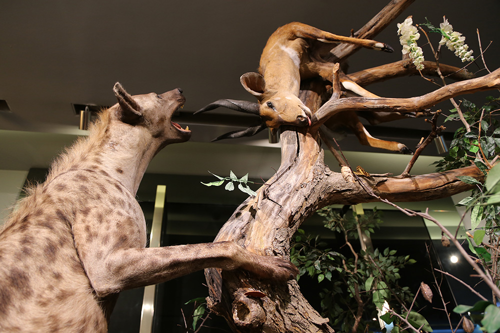 ANADOLIJA/Resul Rehimov