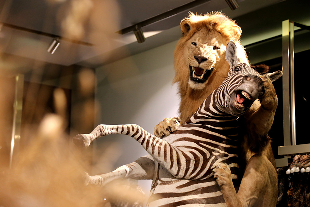 ANADOLIJA/Resul Rehimov