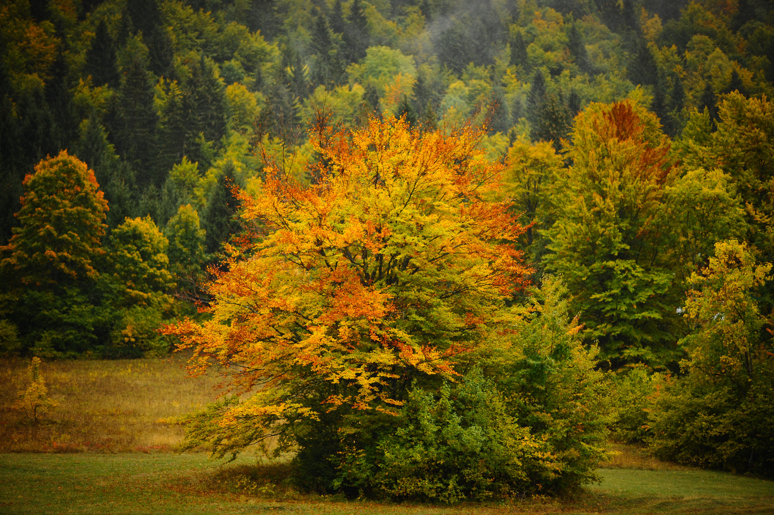 20171009_2_26173033_26621029