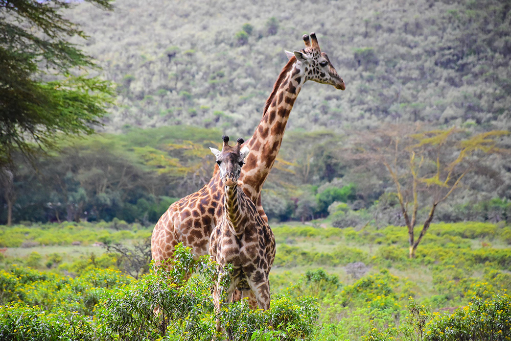 ANADOLIJA/Recep Canik