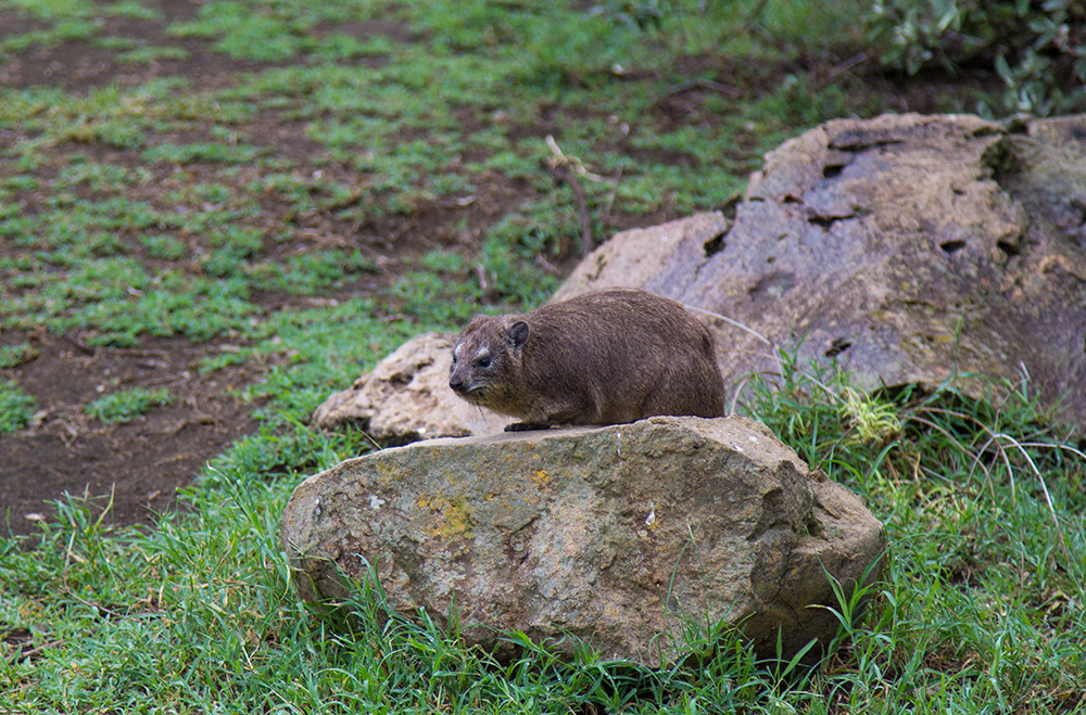 ANADOLIJA/Recep Canik