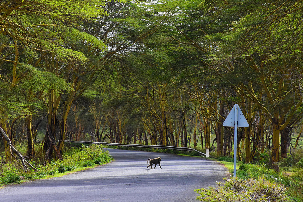 ANADOLIJA/Recep Canik