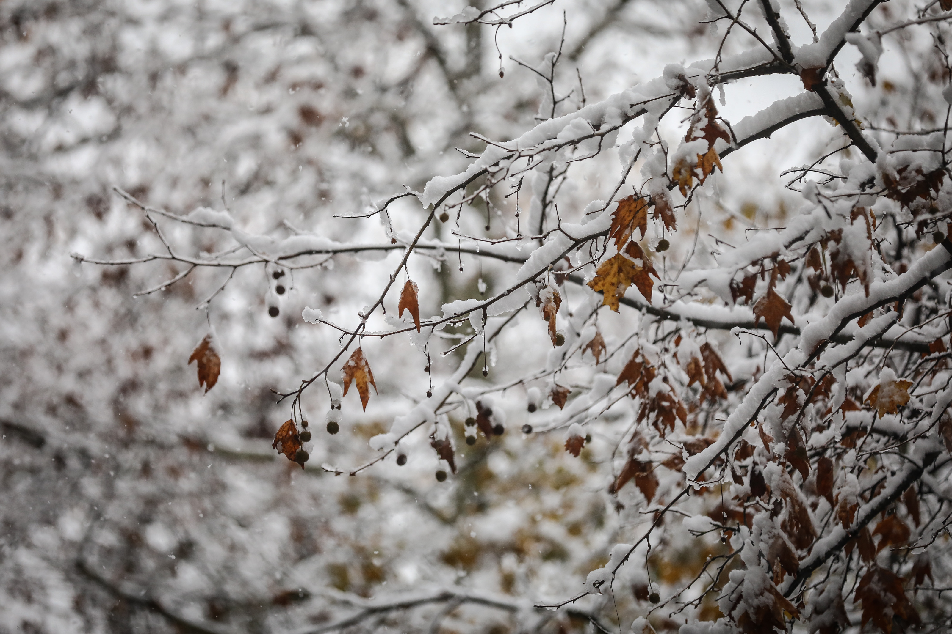 20171113_2_26843448_27777384