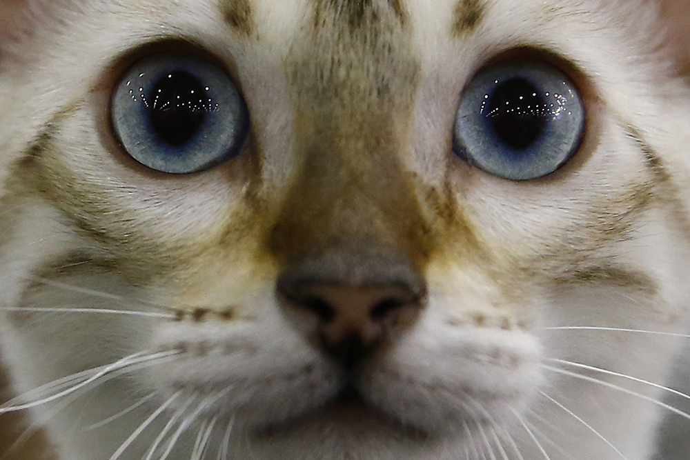 ANADOLIJA/Sefa Karacan