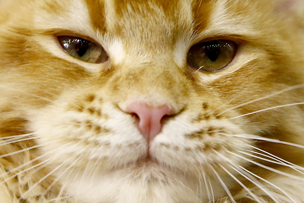 ANADOLIJA/Sefa Karacan