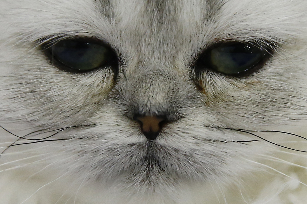 ANADOLIJA/Sefa Karacan