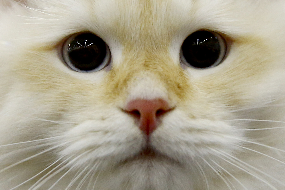 ANADOLIJA/Sefa Karacan