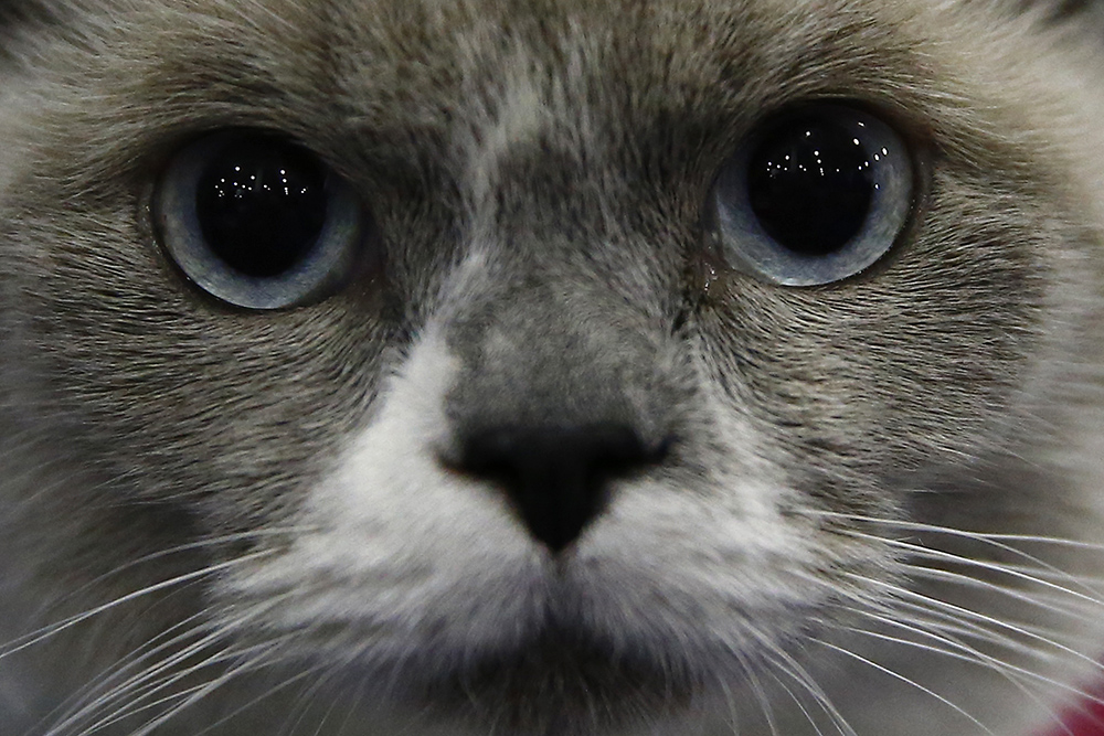 ANADOLIJA/Sefa Karacan