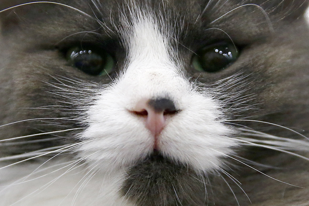 ANADOLIJA/Sefa Karacan