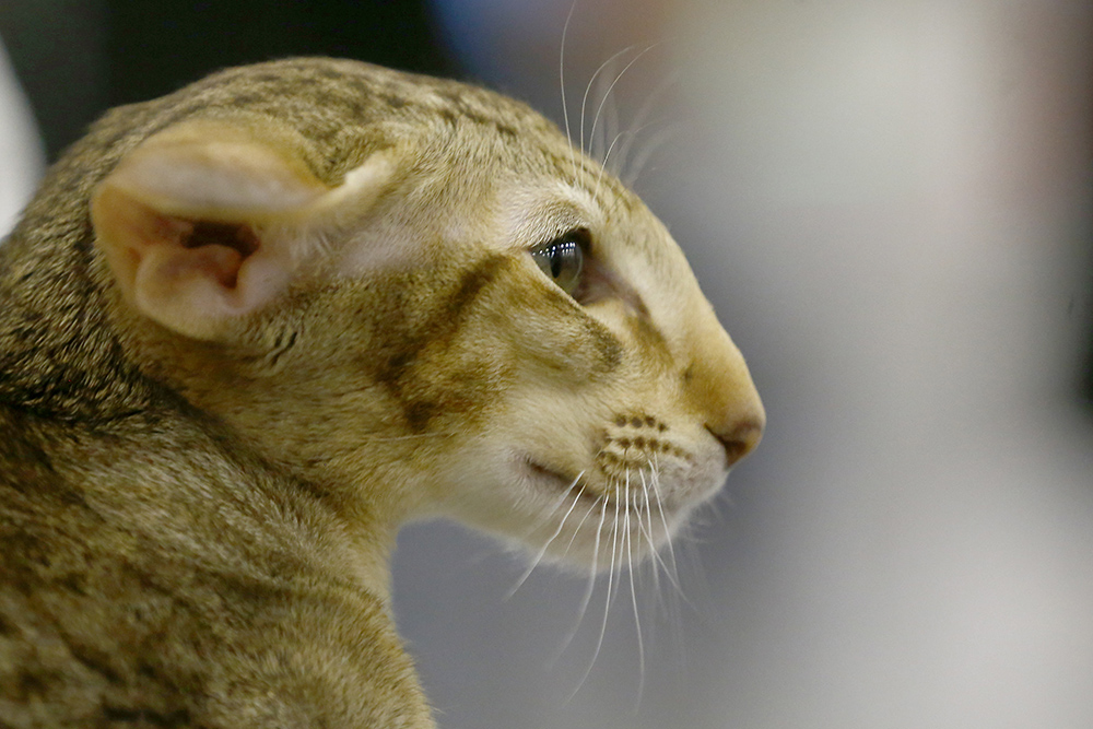 ANADOLIJA/Sefa Karacan