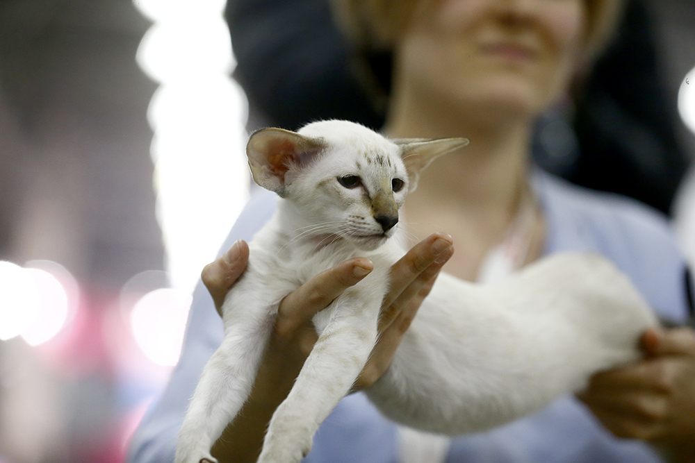 ANADOLIJA/Sefa Karacan