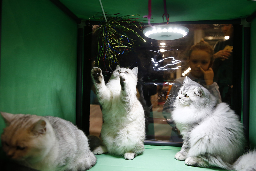 ANADOLIJA/Sefa Karacan