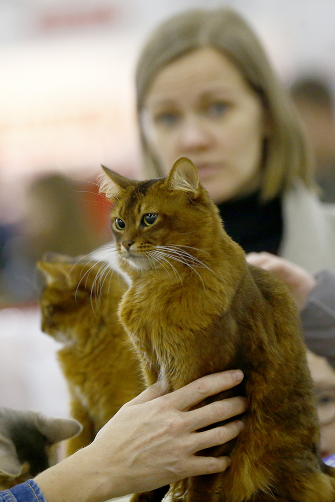 ANADOLIJA/Sefa Karacan