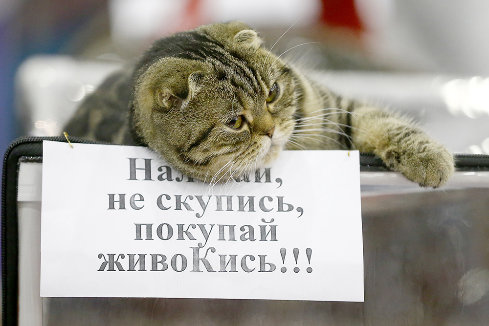 ANADOLIJA/Sefa Karacan