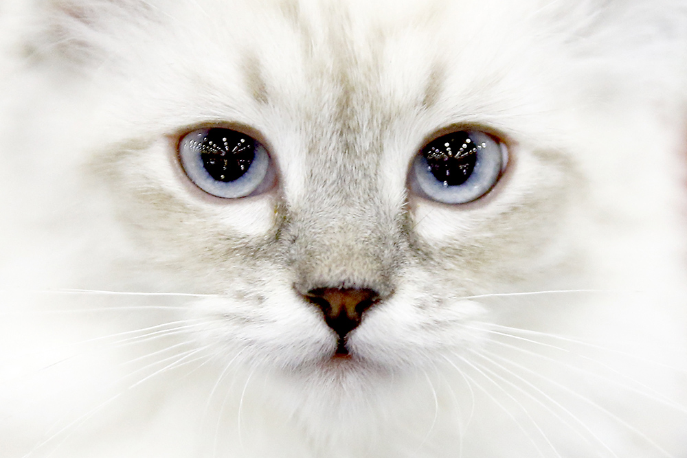 20171203_2_27251944_28418853