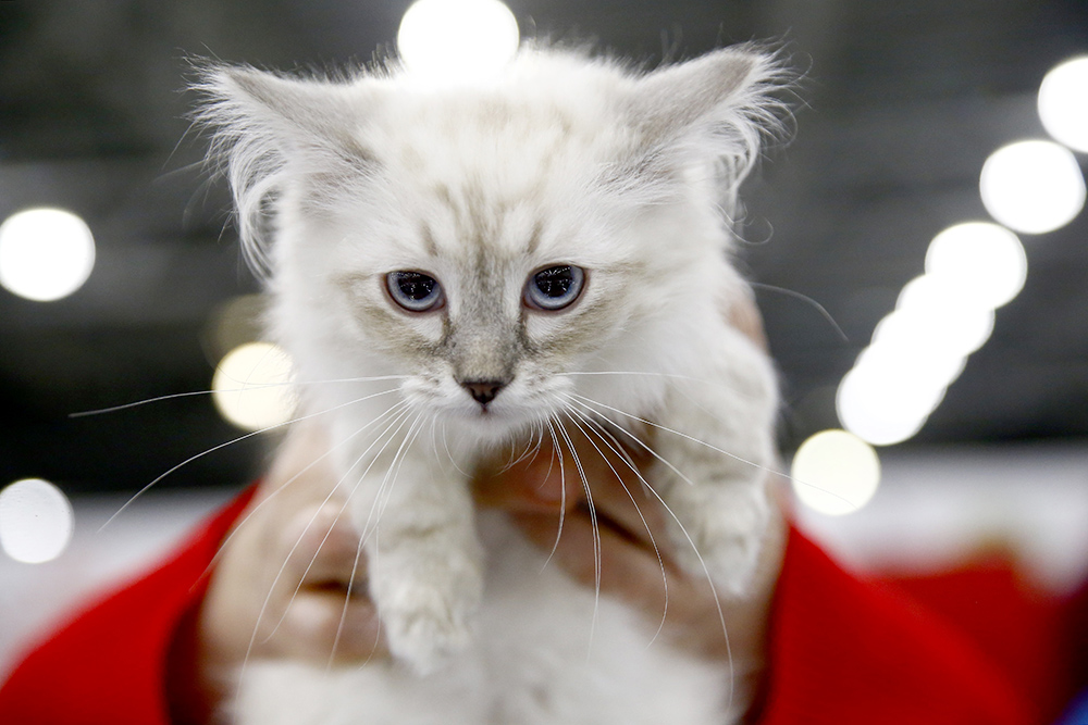 ANADOLIJA/Sefa Karacan