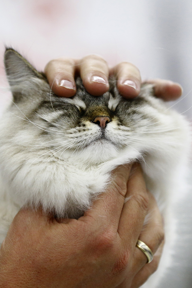 ANADOLIJA/Sefa Karacan