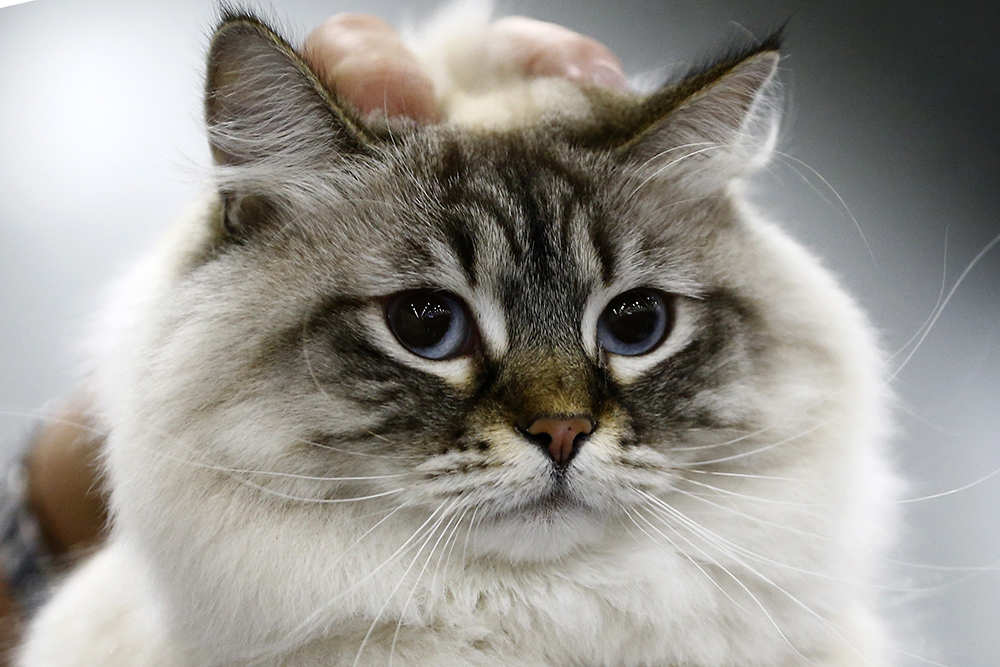 ANADOLIJA/Sefa Karacan