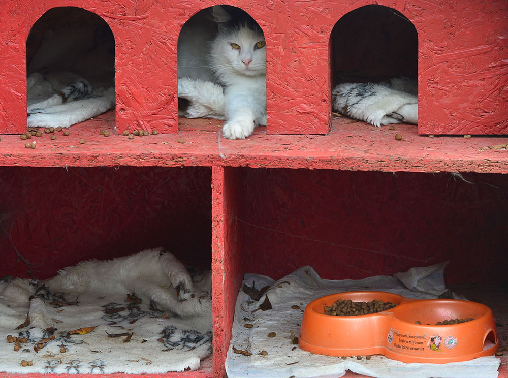 ANADOLIJA/Burak Akay