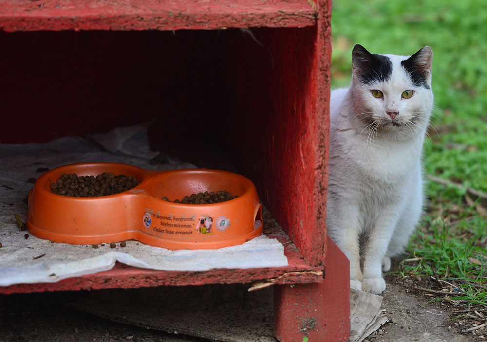 ANADOLIJA/Burak Akay