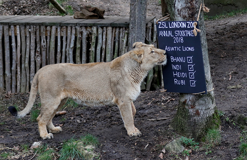 2018-02-07T120505Z_636680323_RC1E607088B0_RTRMADP_3_BRITAIN-ZOO