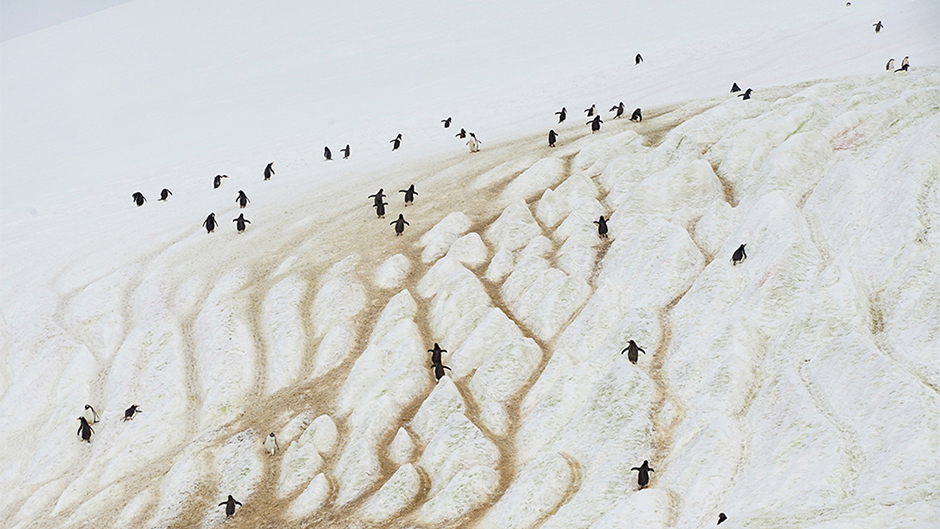 2018-03-20T120628Z_1814990668_RC15C6785A00_RTRMADP_3_CLIMATECHANGE-ANTARCTICA  11