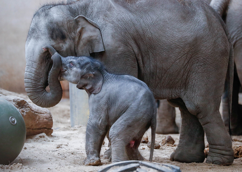 2018-04-11T123613Z_60454912_RC13BE0A05E0_RTRMADP_3_BELGIUM-ANIMALS