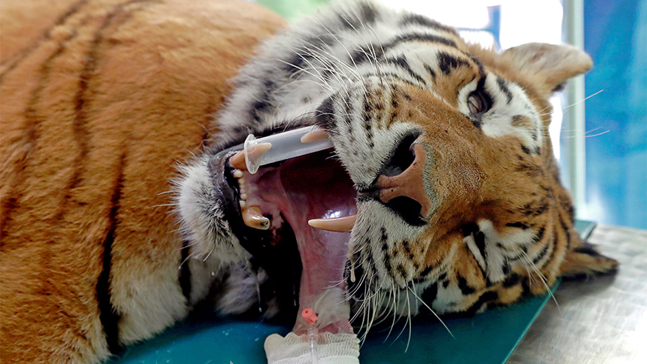 2018-04-18T131819Z_840870043_RC16120FA870_RTRMADP_3_HUNGARY-TIGER a