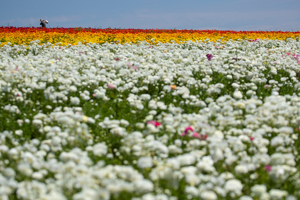 2018-04-26T223831Z_449954082_RC1E083B5D10_RTRMADP_3_GLOBAL-AGRICULTURE