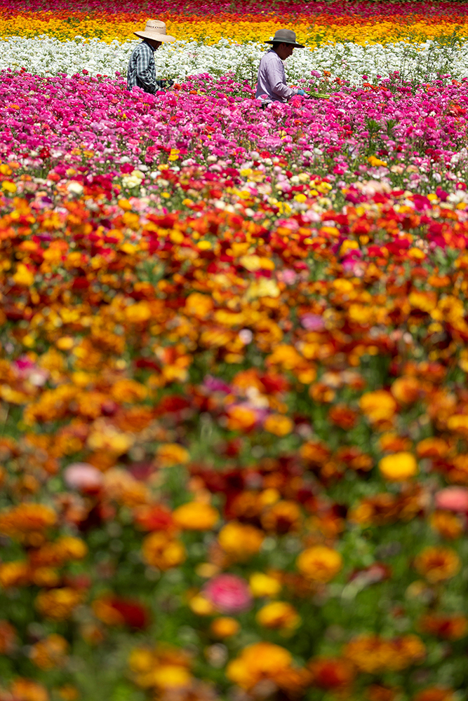 2018-04-26T224254Z_1401451579_RC1456B3E440_RTRMADP_3_GLOBAL-AGRICULTURE