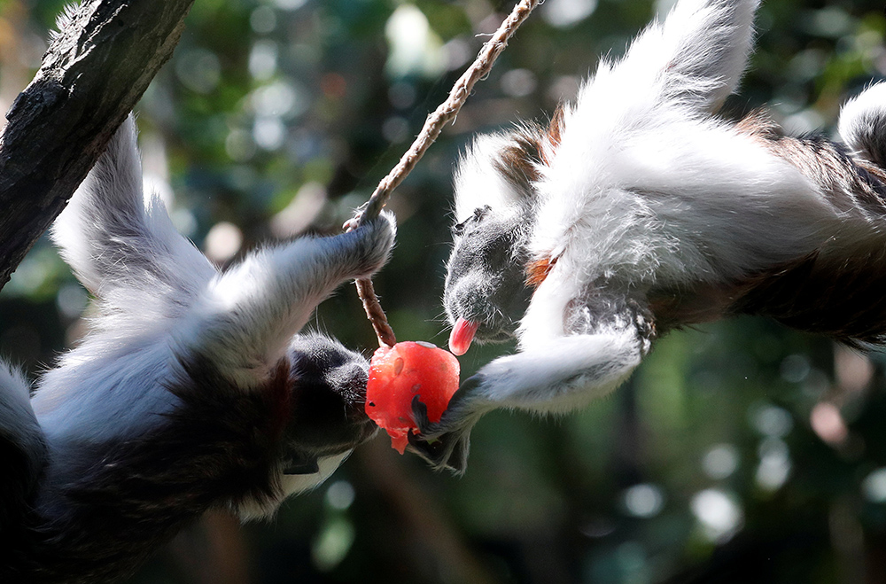 2018-08-02T122902Z_1033576095_RC18CE584B00_RTRMADP_3_ITALY-WEATHER