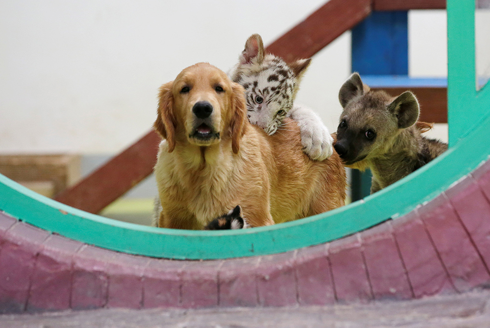 2018-08-30T141228Z_1276932702_RC124136BB20_RTRMADP_3_CHINA-ZOO-CUBS