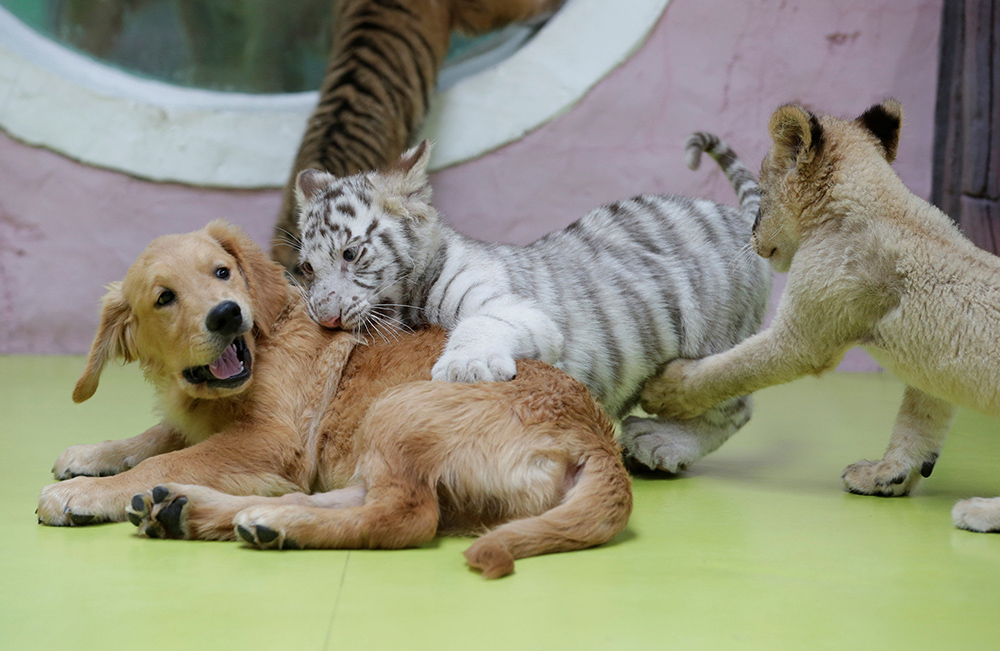 2018-08-30T141345Z_1943343096_RC190012B440_RTRMADP_3_CHINA-ZOO-CUBS