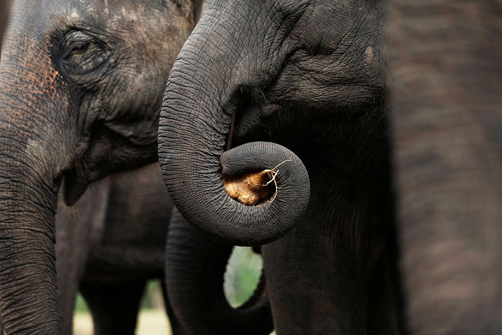 2018-12-09T090306Z_2105289722_RC1A62FA5540_RTRMADP_3_THAILAND-ELEPHANT-MUSIC