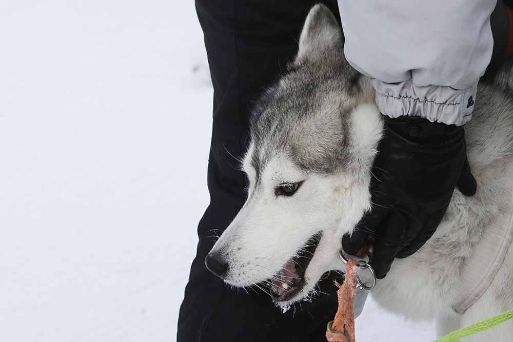ANADOLIJA/Rostislav Netisov