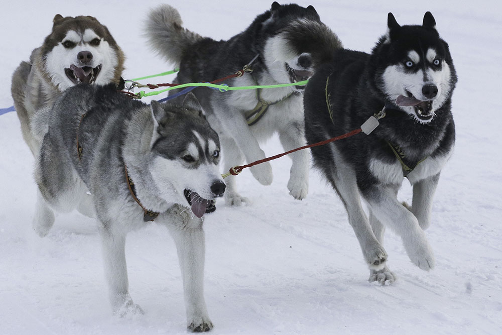 ANADOLIJA/Rostislav Netisov