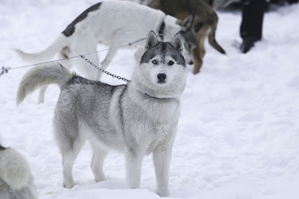 ANADOLIJA/Rostislav Netisov