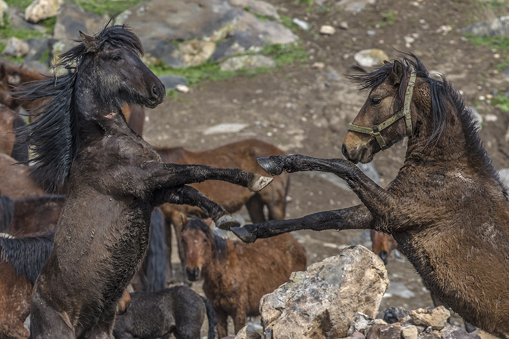 ANADOLIJA/Sercan Küçükşahin