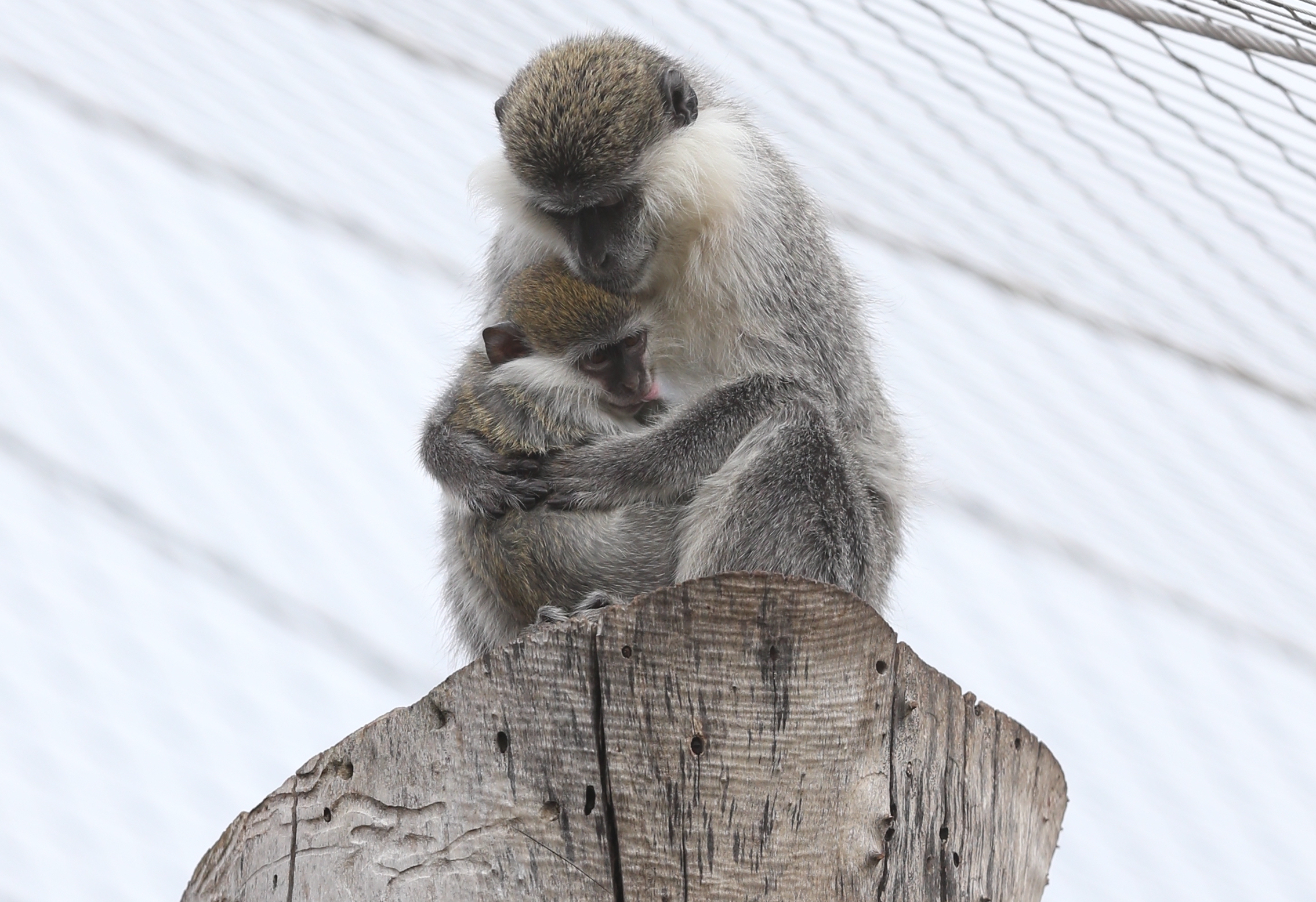 20180512_2_30323829_33647117