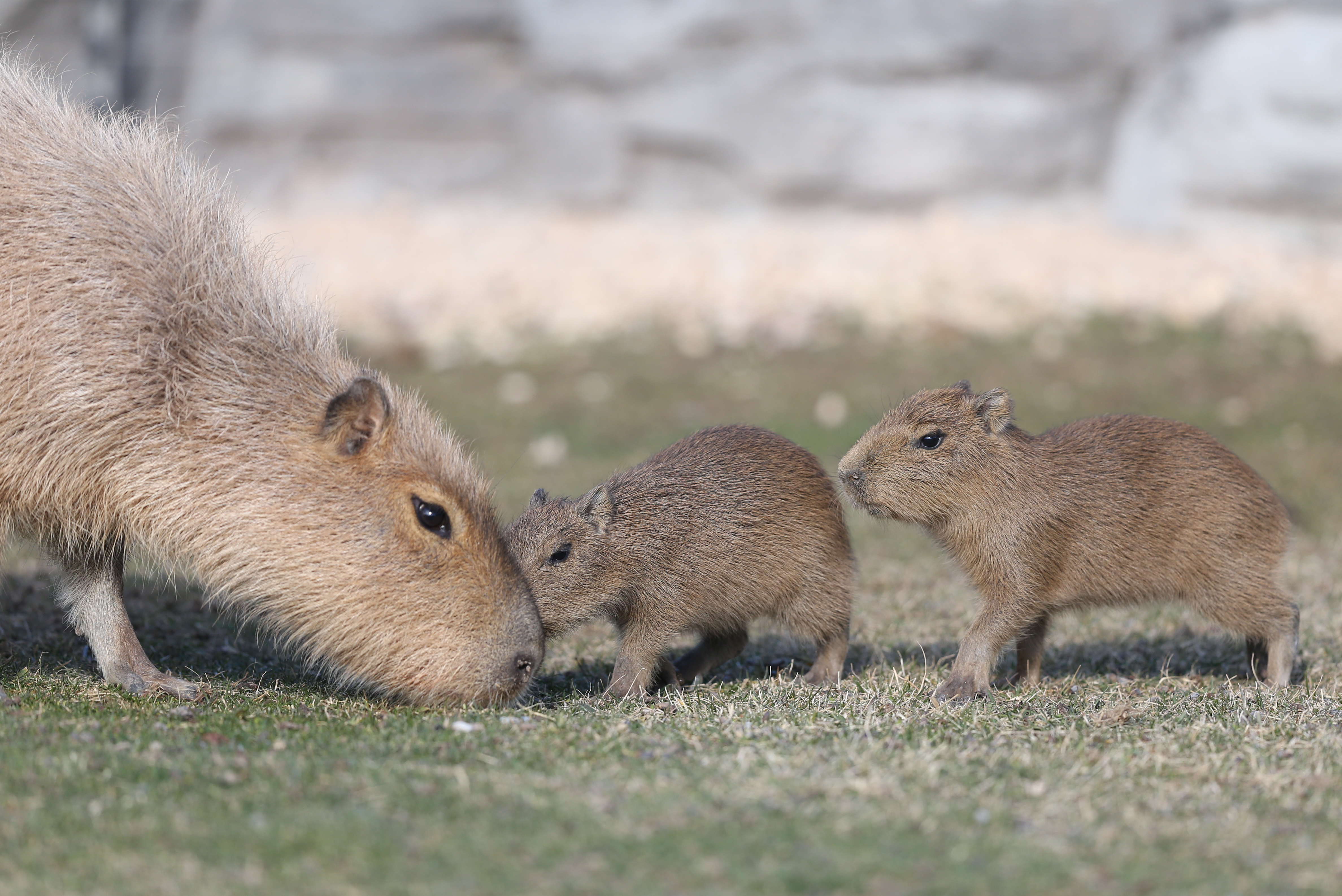 20180512_2_30323829_33647118